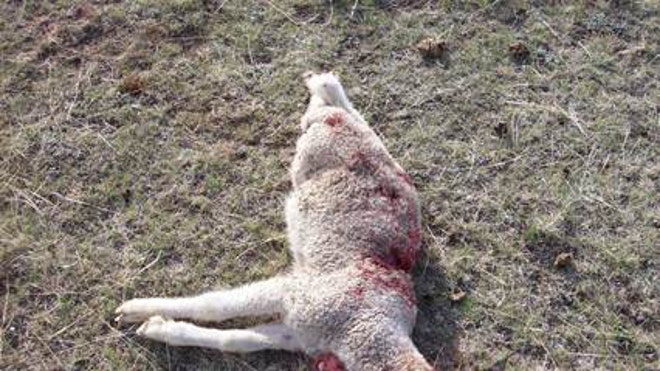 MT grizzly sheep 2.jpg
